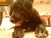 Flat coated retriever Sif
