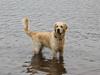 Golden retriever Casie *Englebarn* [ Himmelhund]