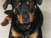 Rottweiler Freja