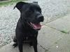 Amerikansk staffordshire terrier Amy