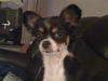 Chihuahua Sisse
