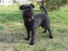 Griffon belge Bailey