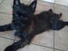 Cairn terrier Thea