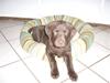 Labrador retriever mille