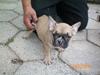 Fransk bulldog Zarko