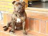 Staffordshire bull terrier Enoddens My lovers man (N