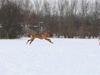 Rhodesian ridgeback Canelian (Carni) 