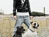 Staffordshire bull terrier otto