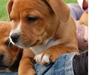 Staffordshire bull terrier Angelicstaff Angel