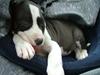 Amerikansk staffordshire terrier Lucca