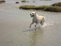 Labrador retriever Buchi