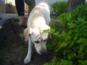 Labrador retriever agnes*min skat*