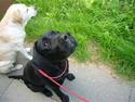 Labrador retriever misse