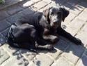 Labrador retriever zaza