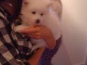 Japansk spids Phoebe *SOLGT*:(