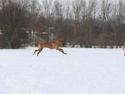 Rhodesian ridgeback Canelian (Carni)