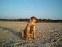 Shar pei Thilde