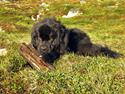 Newfoundlænder Samson