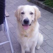 Golden retriever Oskar