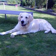 Golden retriever Oskar