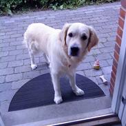 Golden retriever Oskar