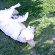 Golden retriever Oskar