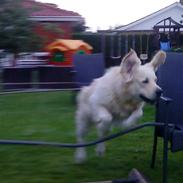 Golden retriever Oskar