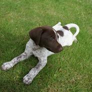 Blanding af racer Gucci