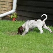 Blanding af racer Gucci