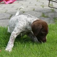 Blanding af racer Gucci