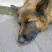 Schæferhund gry [Langhåret]