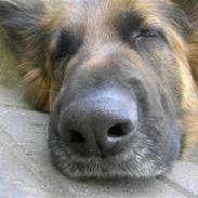 Schæferhund gry [Langhåret]