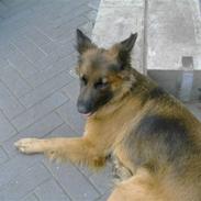 Schæferhund gry [Langhåret]