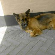 Schæferhund gry [Langhåret]