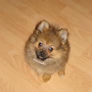 Pomeranian Laika