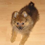 Pomeranian Laika