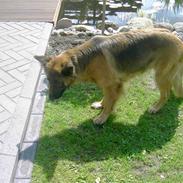 Schæferhund gry [Langhåret]