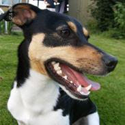 Dansk svensk gaardhund Gizmo