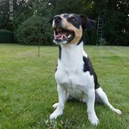 Dansk svensk gaardhund Gizmo