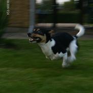 Dansk svensk gaardhund Gizmo