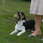 Dansk svensk gaardhund Gizmo