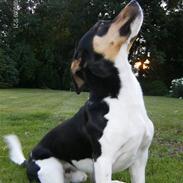 Dansk svensk gaardhund Gizmo