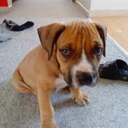 Amerikansk staffordshire terrier Felix R.I.P :'(