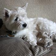 West highland white terrier Amanda