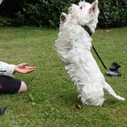 West highland white terrier Amanda