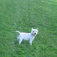 West highland white terrier Miss Sophie