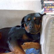 Rottweiler hubert