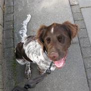 Kleiner münsterländer Rocky