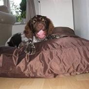 Kleiner münsterländer Rocky