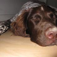 Kleiner münsterländer Rocky